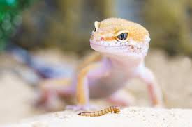 Hier möchten wir ihnen 10 exotische tiere aus peru vorstellen, von denen sie sicher einige noch nicht. á… Exotische Tiere Furs Terrarium Pflegeleichte Reptilienpflegeleichte Haustiere De
