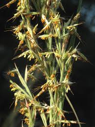 Image result for Hyparrhenia tamba