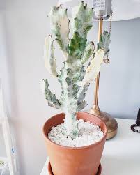 I will provide some basic care. 20 Euphorbia Ideas Euphorbia Succulents Plants