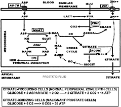 Despite this, pancreatic cancer is among the deadliest types of cancer, which is why it's extremely important to know and recogni. Role Of Zinc In The Pathogenesis And Treatment Of Prostate Cancer Critical Issues To Resolve Prostate Cancer And Prostatic Diseases