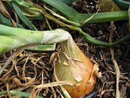 When to pull onions from the garden. Ask Gardenerd Onions Didn T Bulb Up Gardenerd