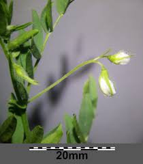 Image result for Lens culinaris