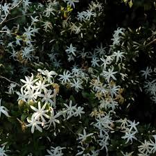 Image result for Jasminum multipartitum