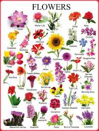 Flowers names and images in english. Learn English Vocabulary Through Pictures Flowers And Plants Eslbuzz Learning English Flower Names Flower Chart English Vocabulary
