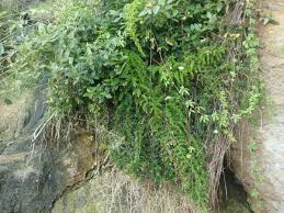 Image result for Asparagus radiatus