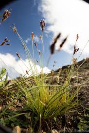 Image result for Bulbostylis trabeculata