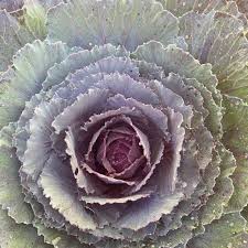 Image result for Brassica