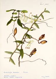 Image result for Solenangis conica