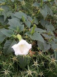 Image result for Datura stramonium