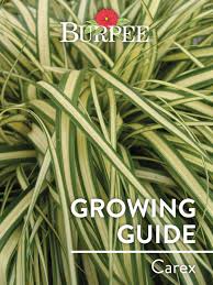 Image result for Carex brassii