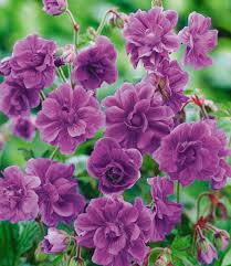 Die aktuell verfügbaren baldur garten gutscheine finden sie auf unserer seite aufgelistet. Winterharte Geranie Blaue Birch Double Baldur Garten