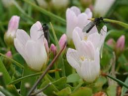 Image result for Anagallis tenuicaulis