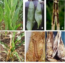 To trap corn stalk borer in maize sorghum has been exploited as trap crop. 4 4 2 Maize Stalk Borer Busseola Fusca Fuller 1901 Risk Atlas For Africa
