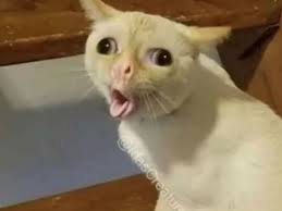 Internet Is Going Crazy Over This Coughing Cat Meme Red Dead Redemption Ii Red Dead Redemption Funny Cat Memes