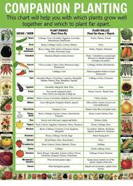 Companion Planting This Chart Will Help You With Which