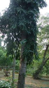 Image result for Annonaceae