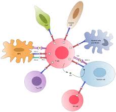 Listen to andré luiz gomes filho | soundcloud is an audio platform that lets you listen to what you love and share the sounds you create. Cancers Free Full Text Pd 1 Pd L1 Targeting In Breast Cancer The First Clinical Evidences Are Emerging A Literature Review Html