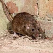 The trouble is that pests are resilient and persistent critters, they travel easily and they breed like crazy. Pest Management In The Food Operations Tci Systems Blog