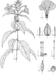 Image result for Barleria sp. D (near holubii)