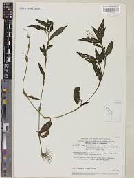 Image result for Aneilema arenicola