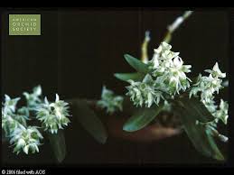 Image result for Diaphananthe