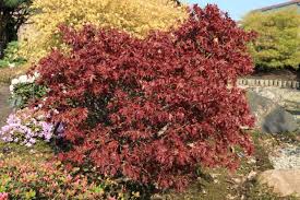 Maybe you would like to learn more about one of these? Acer Palmatum Ruby Stars Japanischer Facherahorn Haussermann Stauden Und Geholze