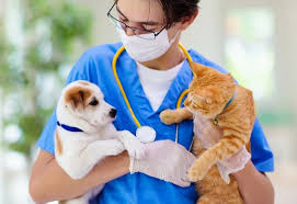 Common Diseases in Cats & Dogs | Pet Doctor of Chandler