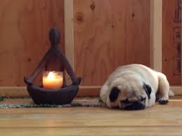 Savasana Pug Pugs Savasana Yoga Inspiration