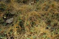 Image result for Brachythrix glomerata