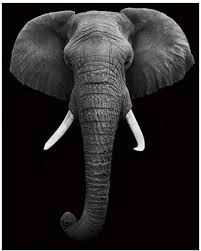 African Elephant Black And White Elephant Pictures Black White Elephant Paint By Numbers Kit Elephant Painting Elephant Elephant Wall Art