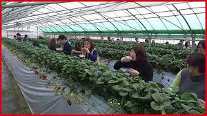 Strawberry farm terletak 30minit menaiki bukit menuju jalan yang sama ke desa dairy farm.tempat ini sangat sejuk dan sesuai. The Success Of Strawberry Farming Japan Sweet Red Strawberry Japanese Agriculture Youtube