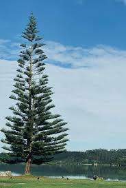 Image result for Araucaria