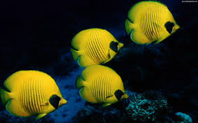 Black And Yellow Fish Drawing Yellow Fish With Black Stripes Tried To Do Some Research On It But Could Not Find Its Name As You Can See I Love Fish Wallpaper Butterfly Fish Yellow Fish