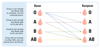 geek answers why do we have blood types geek com