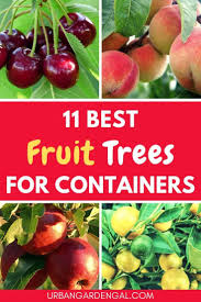 How to plant fruit trees in pots choosing the right container most people choose to grow fruit trees in containers for easy mobility. 11 Best Fruit Trees To Grow In Containers Urban Garden Gal