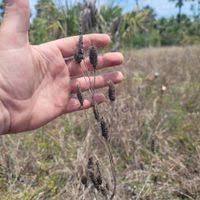 Image result for Cantinoa americana