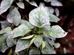 Sooty mold is unpleasant to look at but luckily it is a harmless fungus disease that grows on the branches, leaves, and also the fruit of most fruit trees. Powdery Mildew Outdoors