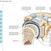 Joints ligaments and connective tissues advanced anatomy 2nd ed diagram demonstrating the anterior left and posterior right of the knee joint boney bursitis knee joint. Https Encrypted Tbn0 Gstatic Com Images Q Tbn And9gcq4h3du0taljstrdwll 7nzvz9uchftn4os6lwzn4epbofuxehn Usqp Cau