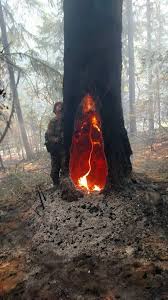 The Fire Inside This Tree Has Been Burning For Five Days Nature Pictures Amazing Nature Weird Trees I looked out of the window and saw that there was a tree on fire. fire inside this tree has been burning