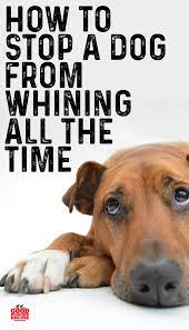 How To Stop Your Dog From Whining Good Doggies Online In 2020 Dog Whining Good Doggies Online Puppy Whining