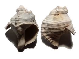 Triton Shell Ranellidae Ranella Australasia Perry 1811 Aboriginal Shell Midden Gweagal Clan Tharawal Tribe Boat Harbour Kurnell Nsw Caracoles