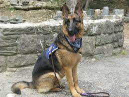 I still feel the pain even today. K9 Services German Shepherd Rescue K 9 Services German Shepherd Rescue