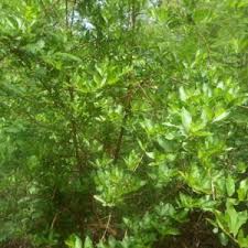 Image result for Feretia