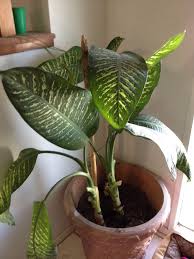 Dumb Cane Plant Dieffenbachia Sp This Appears To Be A Dumb Cane Plant One Of The World S Favorite Houseplants Indoors Provide Bright Indirect Light And Reg