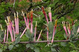 Image result for Agelanthus