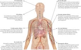 Understanding The Role Of Interleukin 6 Il 6 In The Joint And Beyond A Comprehensive Review Of Il 6 Inhibition For The Management Of Rheumatoid Arthritis Springerlink