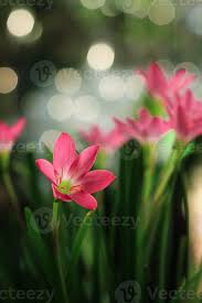 Image result for Zephyranthes minuta