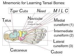 Today S Mnemonic Basic Anatomy Tarsal Bones Nptestudybuddy Pcestudybuddy Studybuddyf Medical Mnemonics Physical Therapy Student Human Anatomy And Physiology
