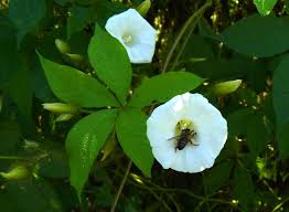 Image result for Merremia aegyptia