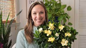 Gardenia Care Indoors How To Care For The Gardenia Inside With Northl In 2020 Gardenia Care Flower Farm Gardenia Indoor